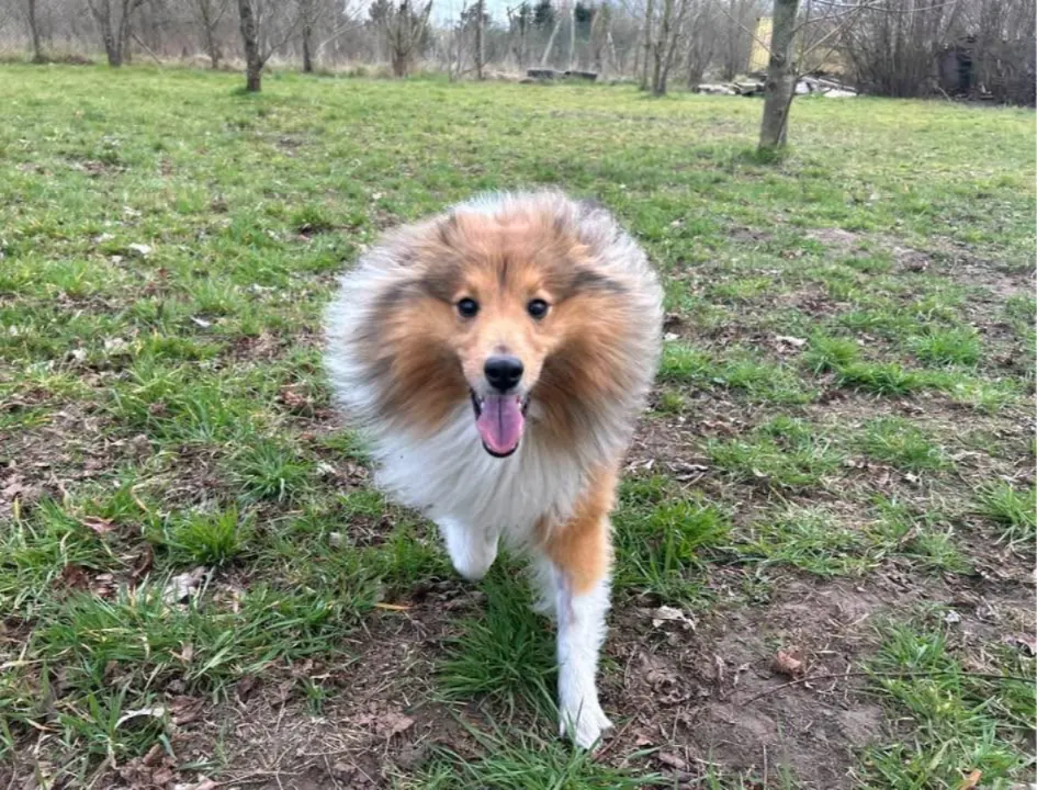 Viggo, een Sheltie, loopt vrolijk over het gras naar de camera